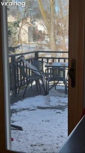 Breaking and Entering… Squirrel Style