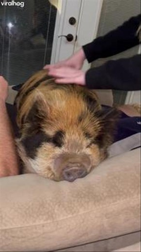 This Pig’s Squeaks Sound Just Like the Toys