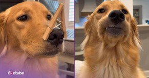 These Pups Deliver a Convincing and Hysterical Presentation