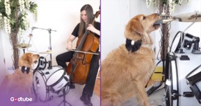 Musical Pup Plays Iconic Mission Impossible Theme Song