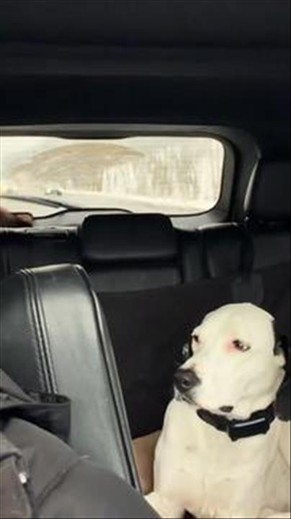 Doberman Chases the Windshield Wiper