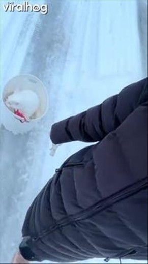 Proof Cats Will Turn Anything Into a Ride