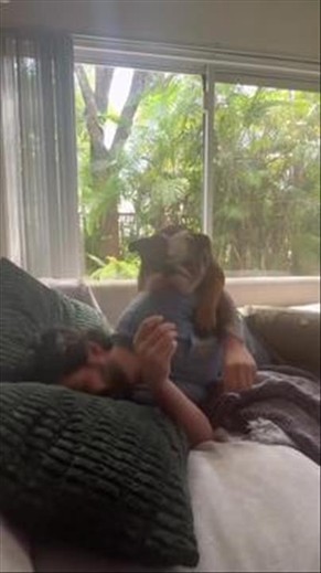 English Bulldog Olympics