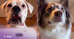 These Competitive Pups Turn Playtime into a Hysterical Rivalry