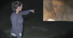 Dachshund Saves Owner From Bear Attack