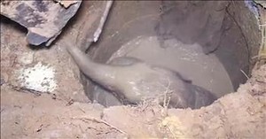 Elephant Mom Cries For Help When Baby Is Trapped