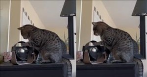 Cat's Comical Interaction with a Fan Disrupts Owners' Sleep