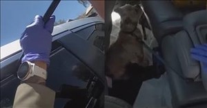 Police Officer Rescues Dogs Trapped in Hot Van