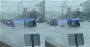 Police Officer's Heartwarming Act of Kindness to Dog in the Rain