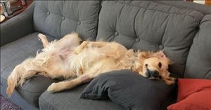Dog Hilariously Beats the Heat by Relaxing in Front of Fan