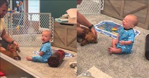 Baby Meets Dog and Can't Stop Laughing