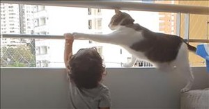 Sweet Cat Shows Great Concern For Toddler's Safety