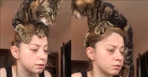 Cat Rests on Woman's Head in Adorable Display