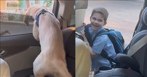 Dog's Heartwarming Reaction to Seeing Boy After School