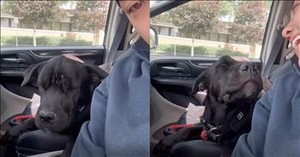 This Precious Pup is All Ears for a Musical Serenade