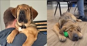Kindhearted, Loving Couple Welcomes Blind Dog Into Their Home
