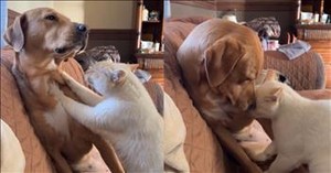 This Dog and Cat’s Precious Interaction Is the Cutest Thing You’ll See Today