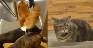 These Dogs Refuse to Go Downstairs for the Funniest Reason