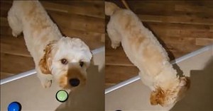 Sweet Pup Knows Exactly How to Ask for What It Wants