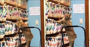 Cat Takes on Office Duties, Hilariously Searching Files Like a Pro