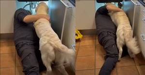 Sweet Pup Lends a Helping Paw to Plumber Fixing the Sink