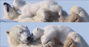 Mom Polar Bear and Her Cub Share Precious Snuggles