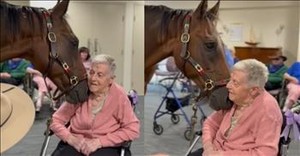 Horse Shows Compassion and Kindness at Nursing Home