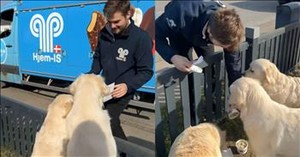 Trio of Adorable Pups Excitedly Await the Ice Cream Truck