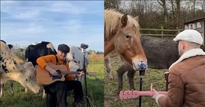 Animals Gather to Enjoy This Man’s Beautiful Music