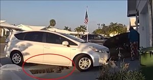 Pizza Delivery Turns Into a Wild Adventure When an Alligator Shows Up