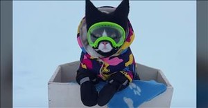 Adorable Cat Dressed for Snowy Fun is the Cutest Thing Ever
