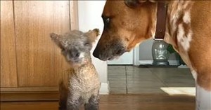 Dog Becomes a Loving Parent to Rejected Baby Lamb