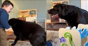 Toddler and Black Lab’s Adorable Bond Melts Hearts