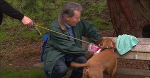 All He Wanted for His Birthday was to Pet Dogs—And It was Paw-some