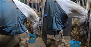 Horse Busts a Move and Steals the Show With Its Fancy Footwork