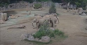 Elephants Instinctively Protect Young in Heartwarming Earthquake Response
