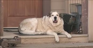 Heroic Canine Saves the Day by Finding Lost Child in Arizona