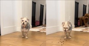 This Pup’s Unexpected Move When a Walk is Mentioned Will Have You Laughing