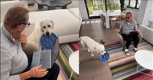 Kevin Costner Gets Interrupted by His Dog in the Funniest Way Possible