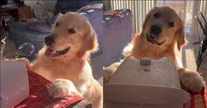 This Pup’s Reaction to Bubbles Is the Cutest Thing You’ll See Today