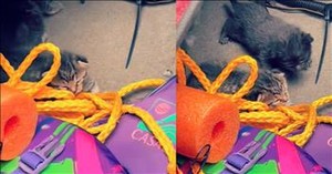 Man Finds the Most Adorable Surprise Waiting for Him on His Boat
