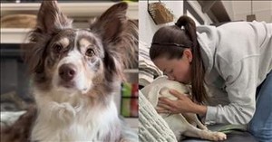 Pup Basks in Post-Vet Attention While Sibling Hilariously Looks On