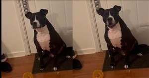 Dog Makes Its Desired Destination Very Clear in Funniest Way Possible