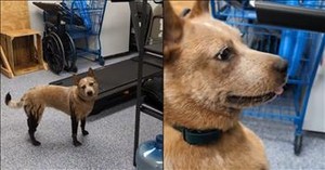 Dog Goes Wild Over Exercise Equipment in Hilarious Workout Moment