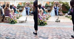 Cutest Wedding Crashers Ever? Adorable Guests Steal the Show Mid-Ceremony