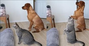 These Pets Follow Bob Marley’s Command and It’s Too Funny to Miss