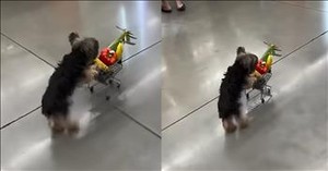 Grocery Shopping Goes Adorable Thanks to This Cart-Pushing Pup