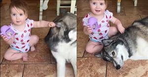Husky’s Adorable Reaction to Toddler’s Touch