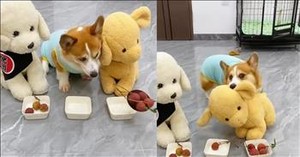 This Pup’s Adorable Temper Tantrum Will Have You Laughing Out Loud