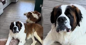 Dog Can’t Handle This Band and Its Reaction Is Comedy Gold